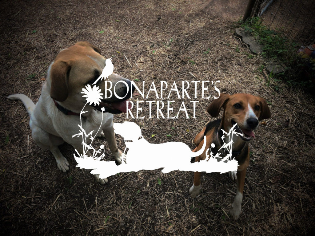 AMM Nonprofit Spotlight Emmylou Harris, Bonaparte’s Retreat AMM