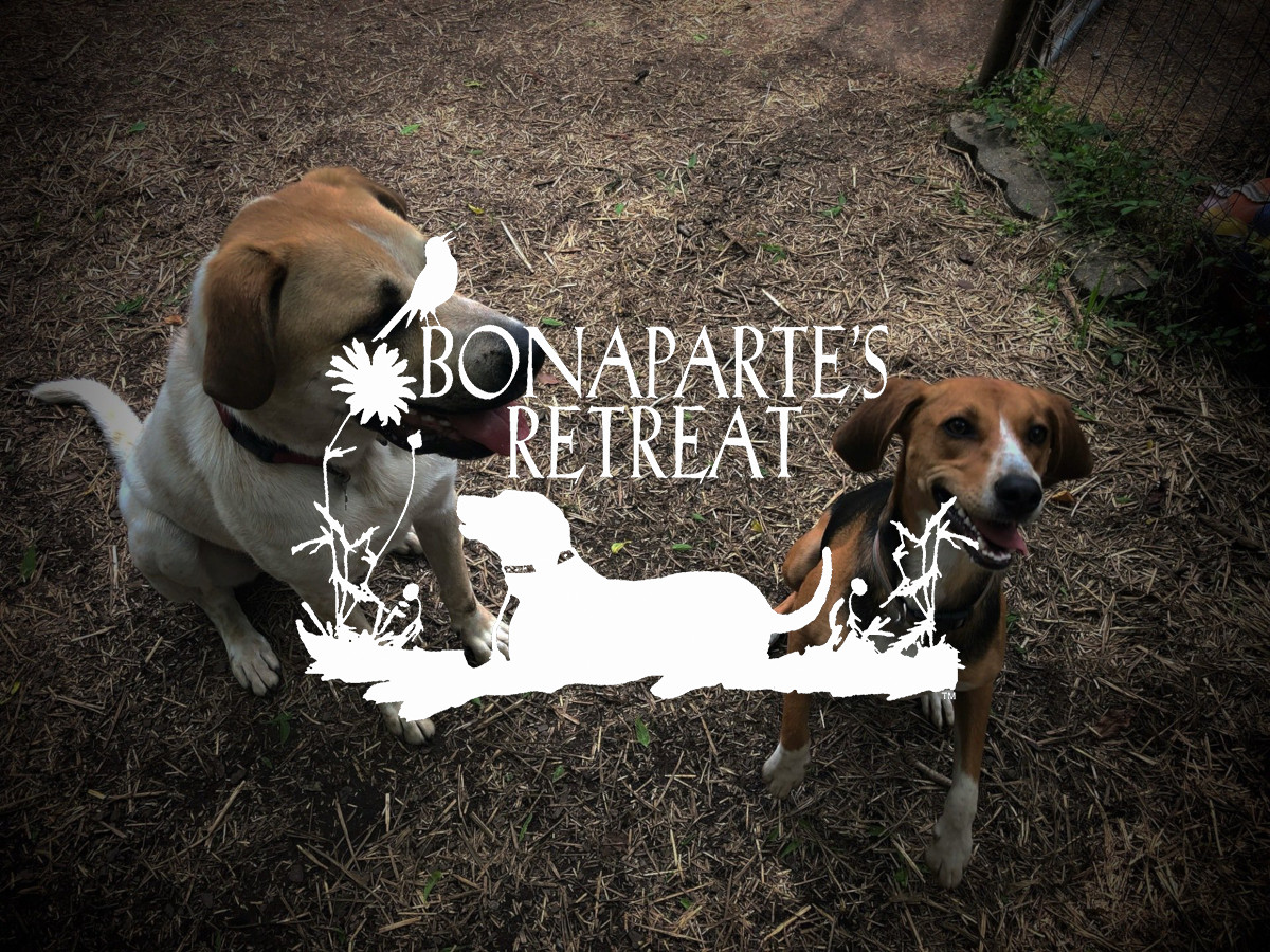 Bonaparte's Retreat